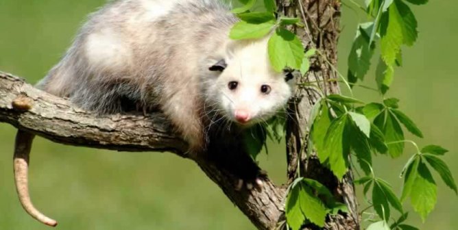 This Opossum Was Shot With Arrows but Never Gave Up the Will to Live