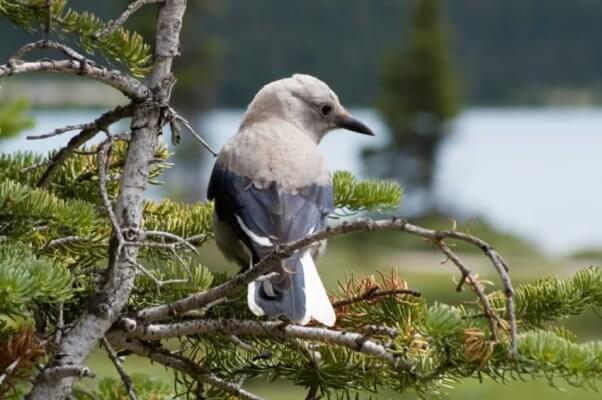 Clark's nutcracker