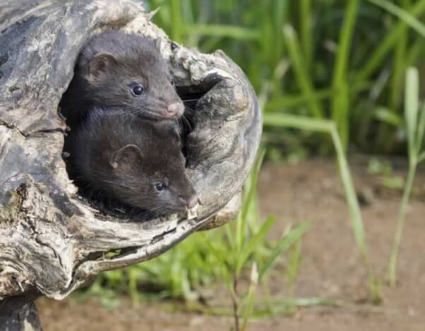 American mink