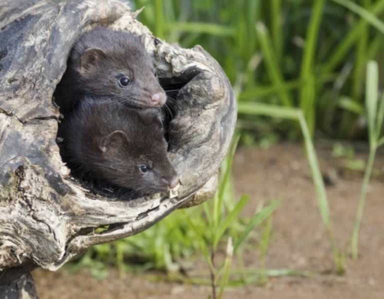 8 Marvelous Mink Facts That Will Make You Go Faux PETA