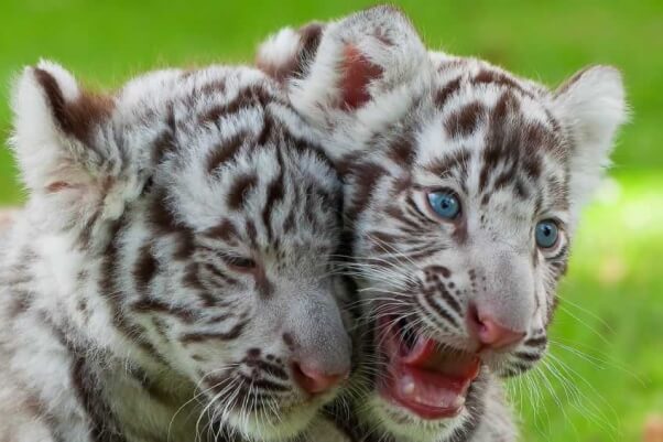 White tiger cubs