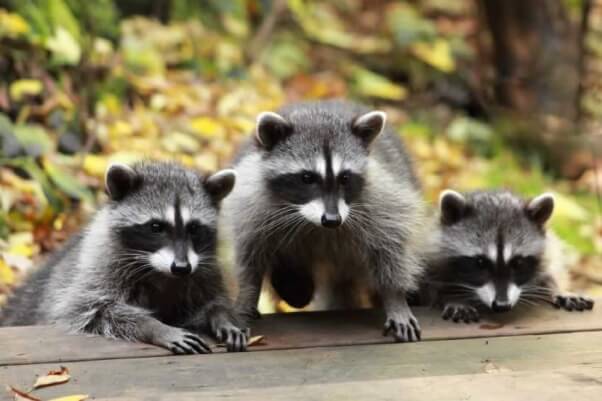 Young raccoons