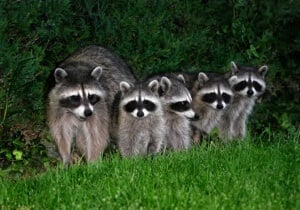 One parent raccoon with four kits sitting in a line