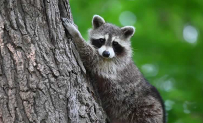 How You Discard Cans and Bottles Could Kill a Raccoon