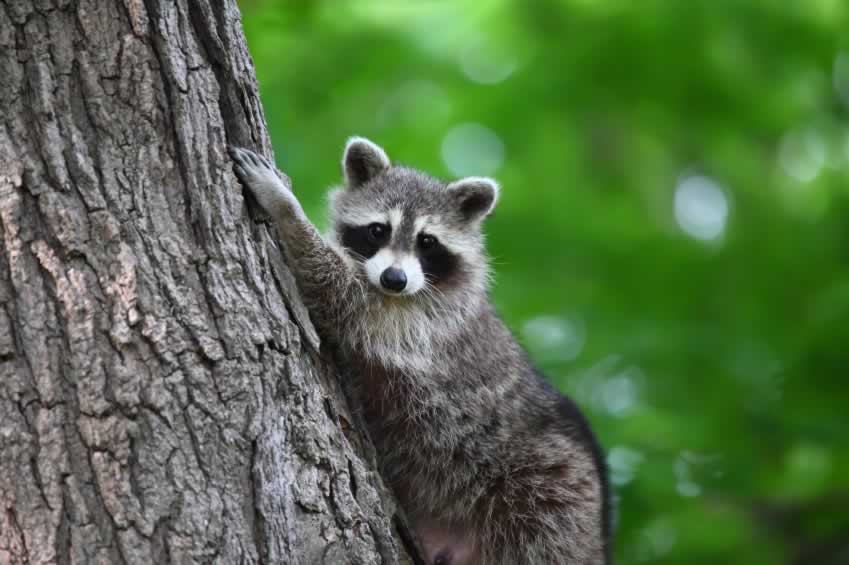 How You Discard Cans and Bottles Could Kill a Raccoon PETA