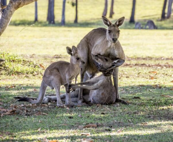 kangaroo 1