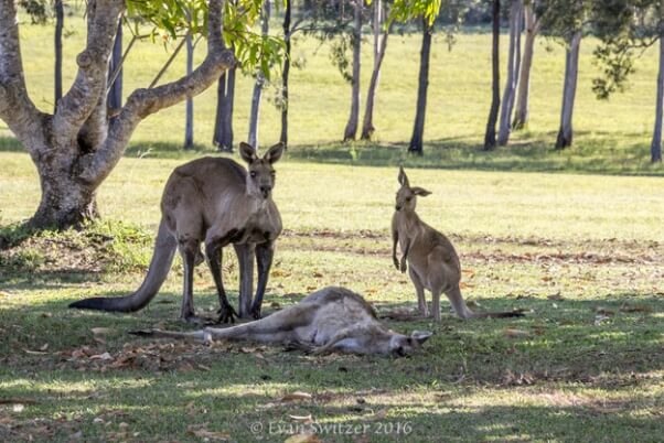 kangaroo 2