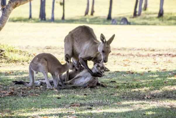 kangaroo 3