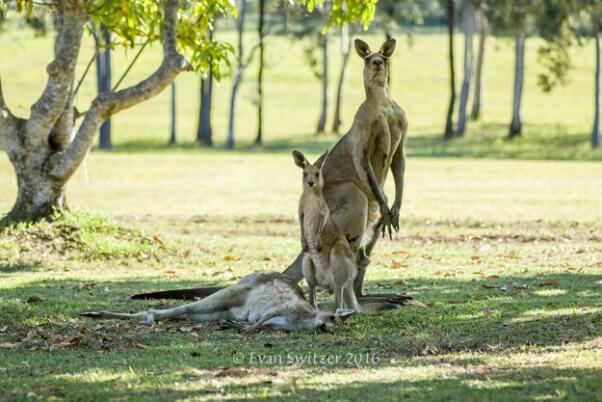 kangaroo 4