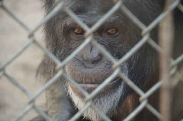 Joe the chimpanzee in solitary confinement at Mobile Zoo