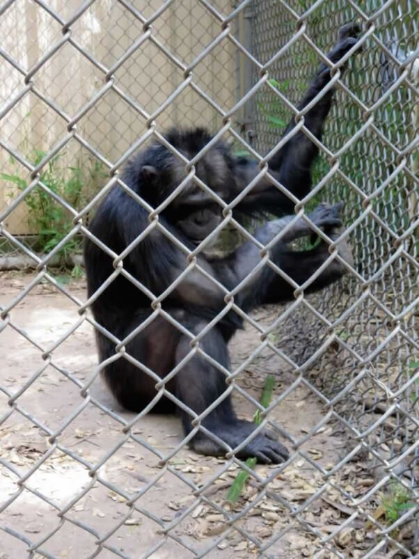 Joe the chimpanzee in solitary confinement at Mobile Zoo