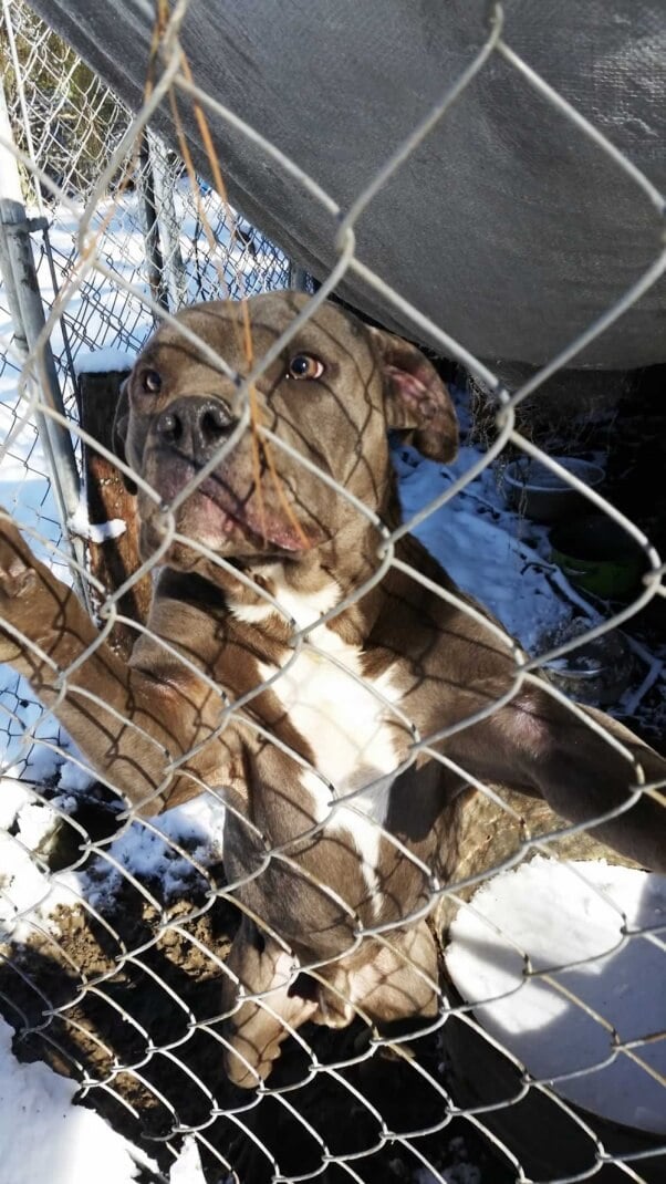 Polo, a dog kept in a pen