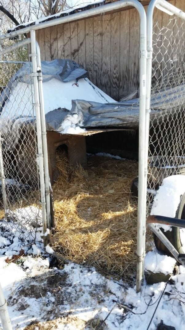 Polo's pen with fresh straw and tarp pulled back