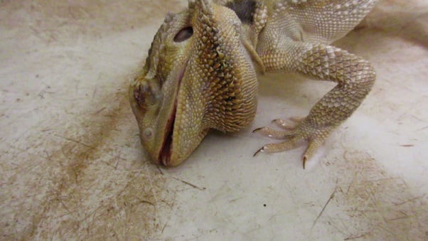 struggling "pet" reptile at petsmart supplier mill