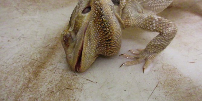 struggling lizard at petsmart supplier mill