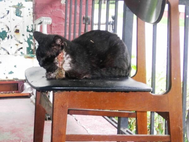 stray cat