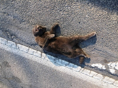 Shelter Refusing Animals? Here's What to Do | PETA