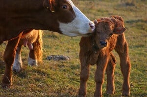 Calf and Mother Cow