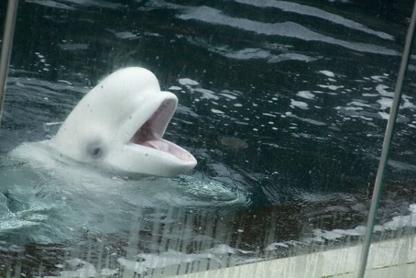 Beluga Aquarium 2