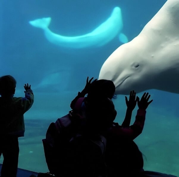 Beluga Aquarium