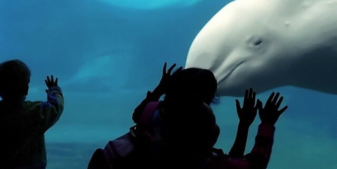 Whale Protection Bill Needs Support From Your Representative—Act Now!