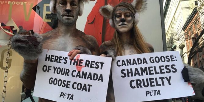 Animal Shelters Ban Canada Goose Coats After Hypocrisy Complaints