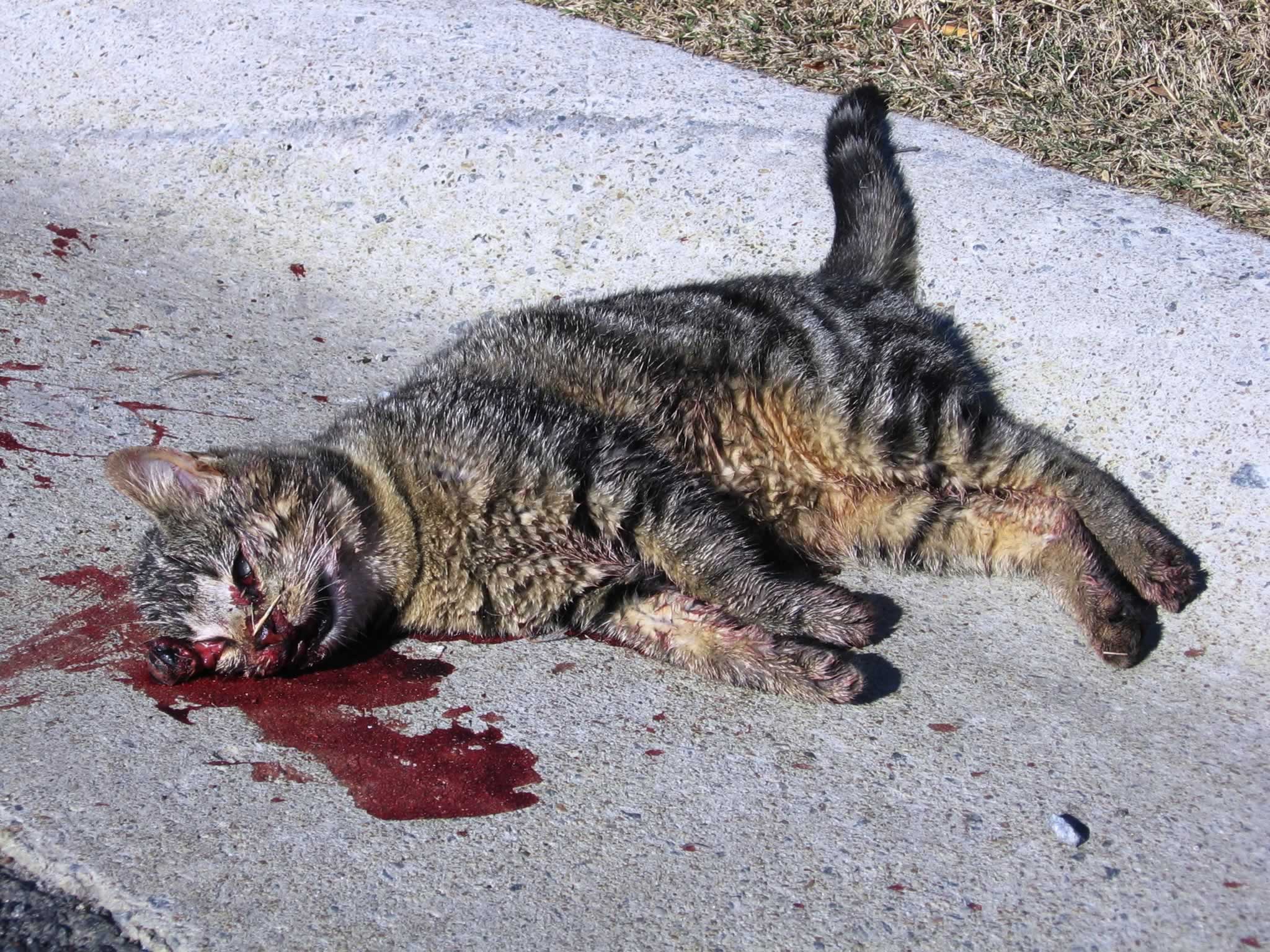 Euthanasia | PETA Euthanasia | PETA