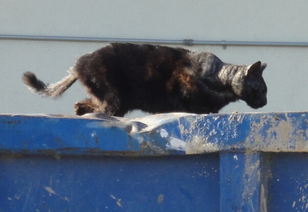 stray cat on dumpster