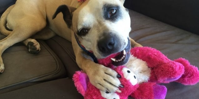 Dog with Pink Toy