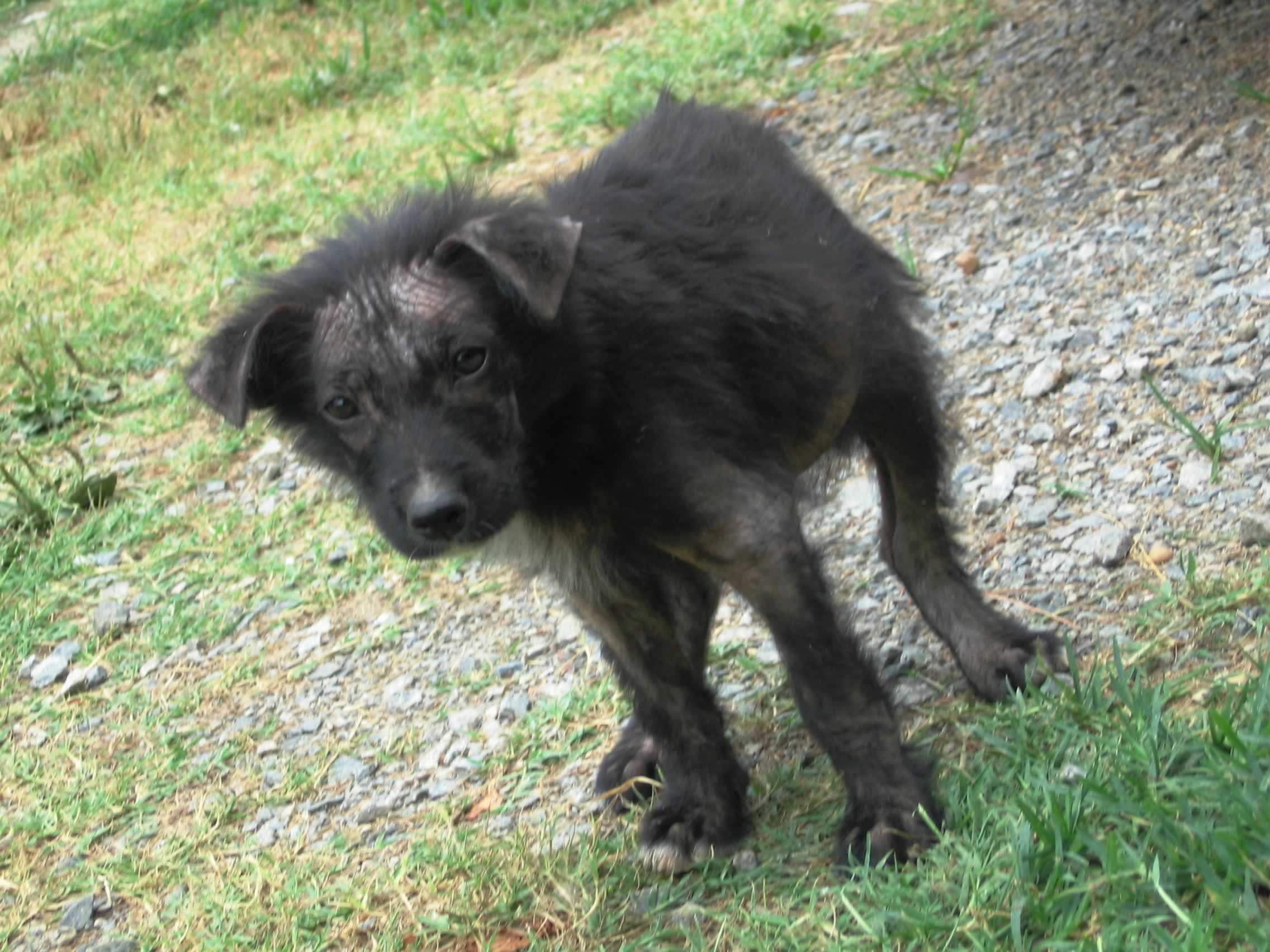 Delta Airlines looking for dog lost at Atlanta airport in August, PETA