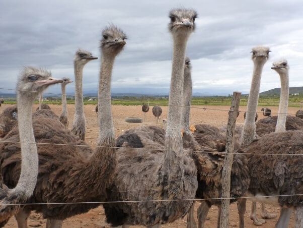 ED-5-2-Ostriches-in-Feedlot