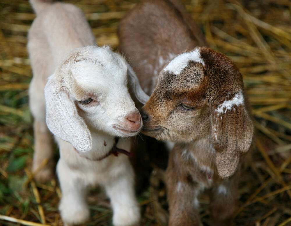 Unpregnant Goats Milk Is It Possible - ejz49ja
