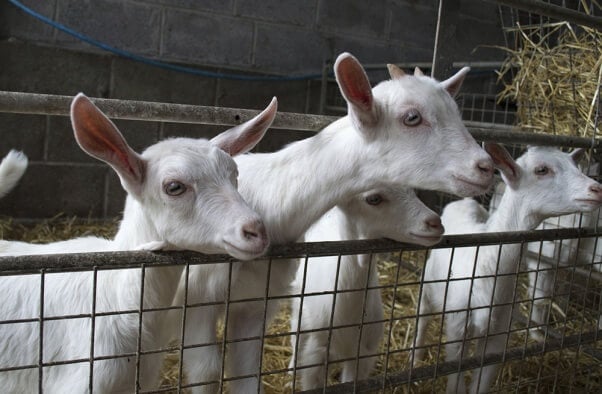 Goats StephM2506