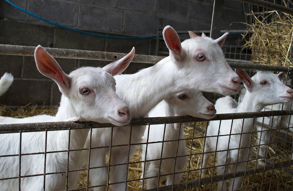 12 Reasons Never to Drink Goat's Milk | PETA
