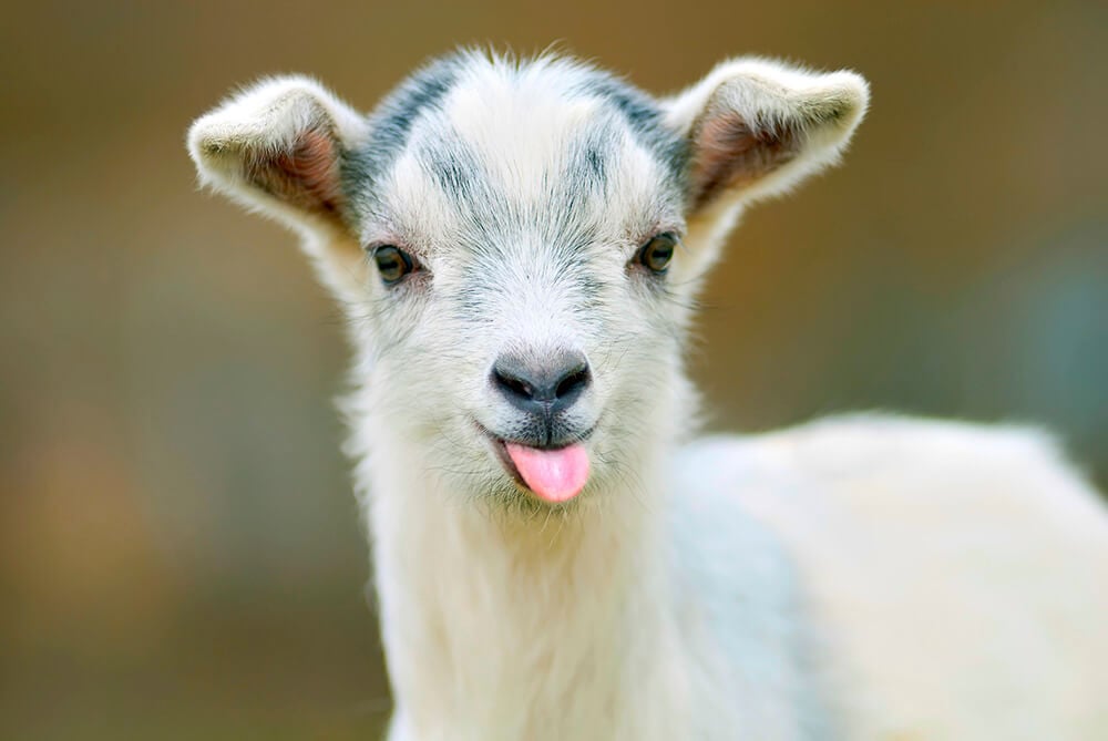13 Reasons Never to Drink Goat's Milk | PETA