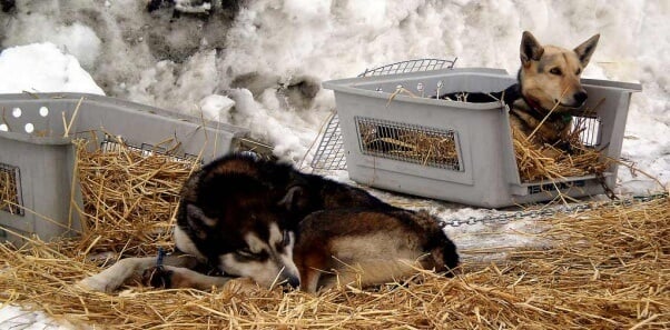 Iditarod-dogs-chained-in-straw