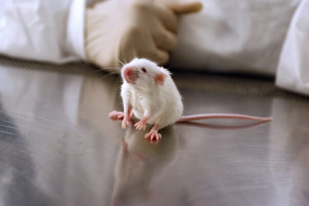 covid non-animal tests from around the world