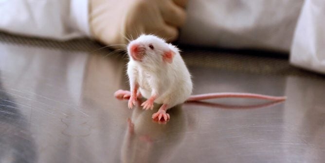 covid non-animal tests from around the world