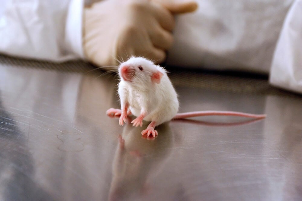 scientists using animal-free testing methods to research COVID-19