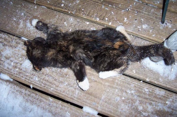 Kitten frozen outdoors