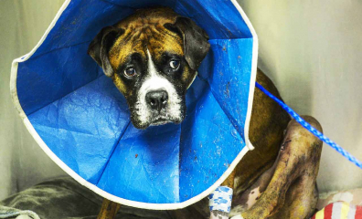 Kristen Johnston Poses Nude in Ad Against Horse-Drawn Carriages PETA