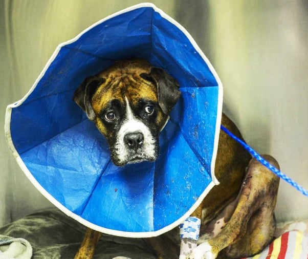 boxer breed health issues westminster 602x506 1455298397 Humans Say Boxers Are ‘Cute,’ but Can They Breathe?