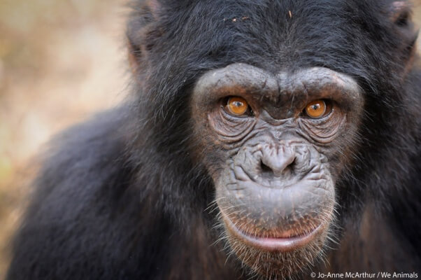 chimpanzee-we-animals