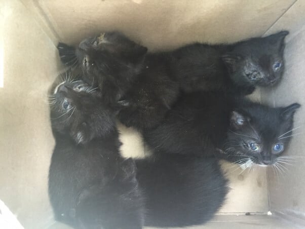 Five sick little black kittens who were found abandoned in a parking lot.