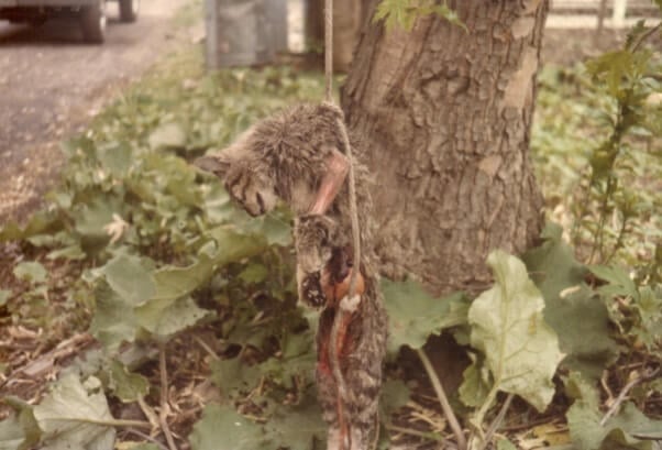 stray cat hung from tree