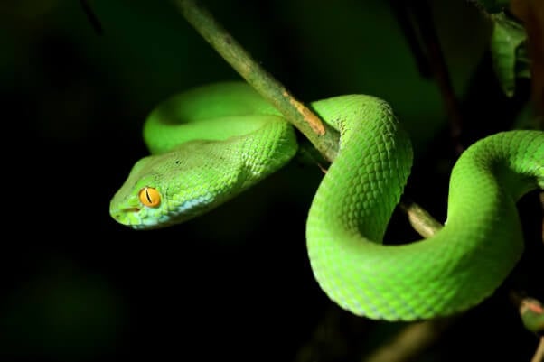 Green Snake