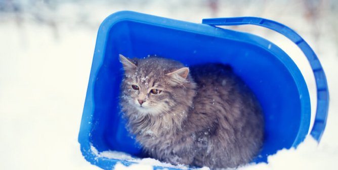 (Graphic) The Odds Are Deadly for Cats Released Into the Great Outdoors