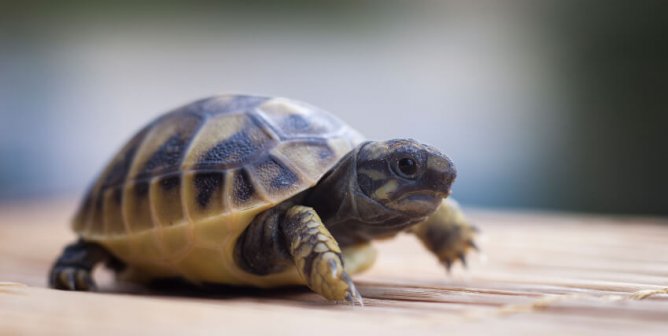 PETA Sting Leads to Conviction for Baby-Turtle Peddler