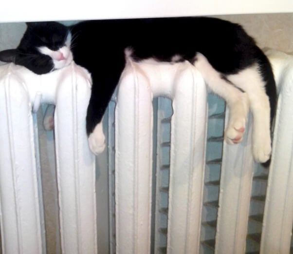 cat sleeping on radiator