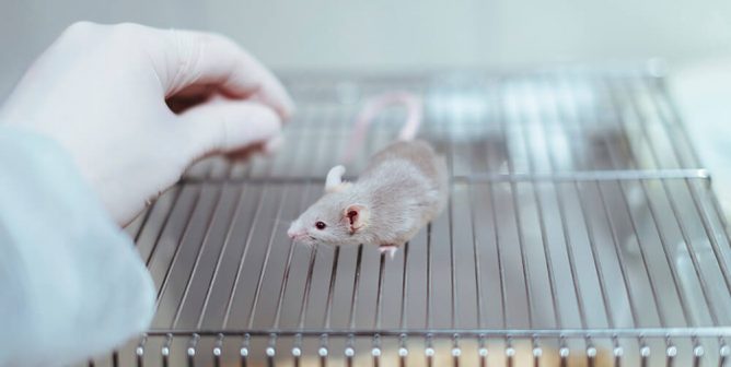 mouse used in experiments